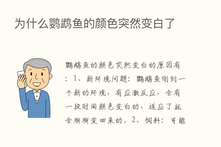 为什么鹦鹉鱼的颜色突然变白了