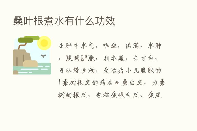 桑叶根煮水有什么功效