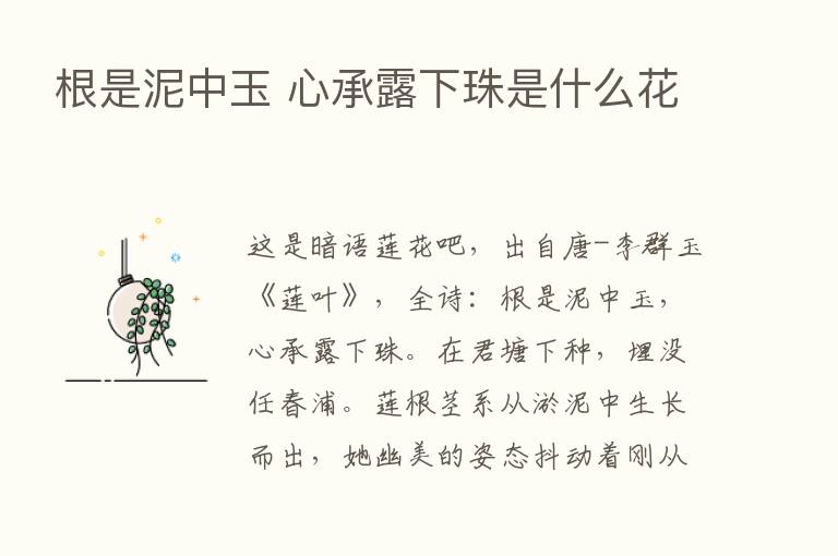 根是泥中玉 心承露下珠是什么花