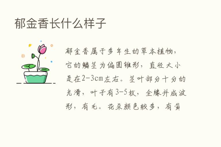 郁金香长什么样子