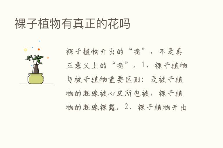 裸子植物有真正的花吗