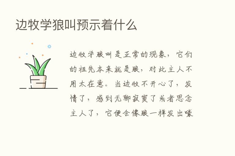 边牧学狼叫预示着什么