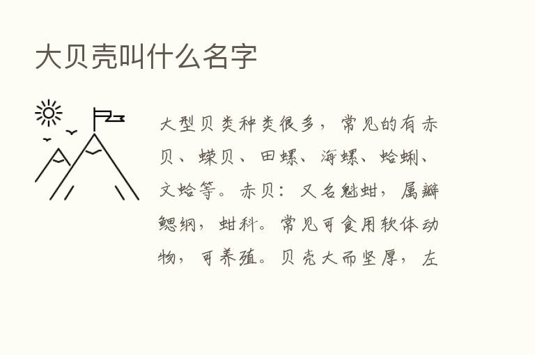 大贝壳叫什么名字