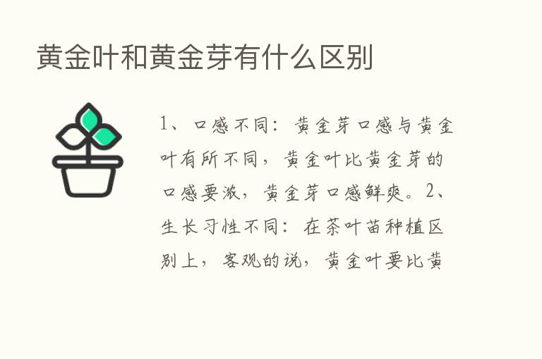 黄金叶和黄金芽有什么区别