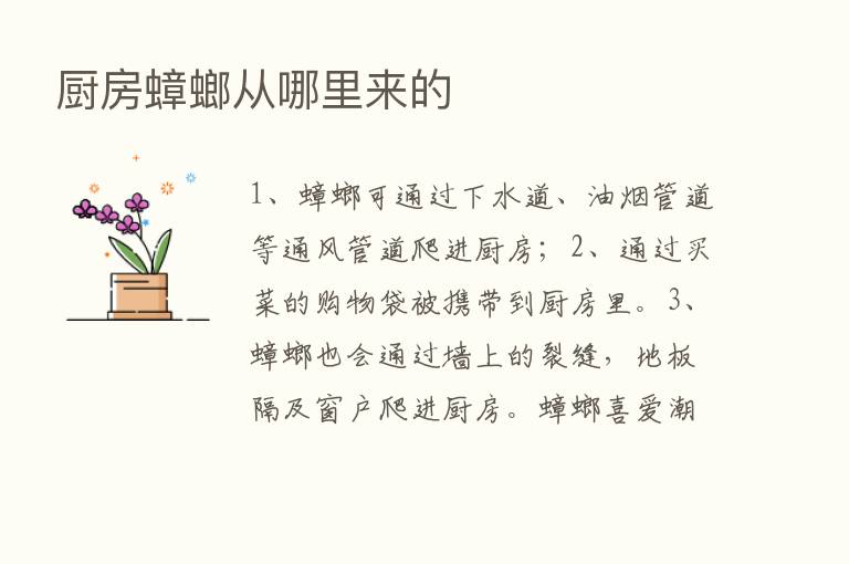 厨房蟑螂从哪里来的