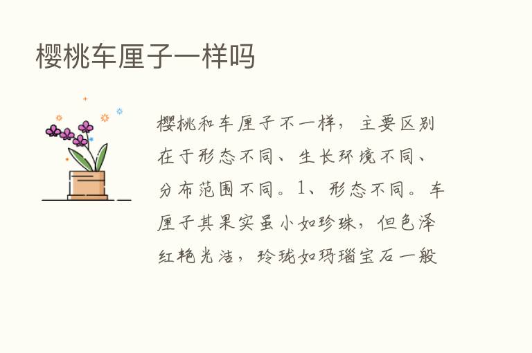 樱桃车厘子一样吗