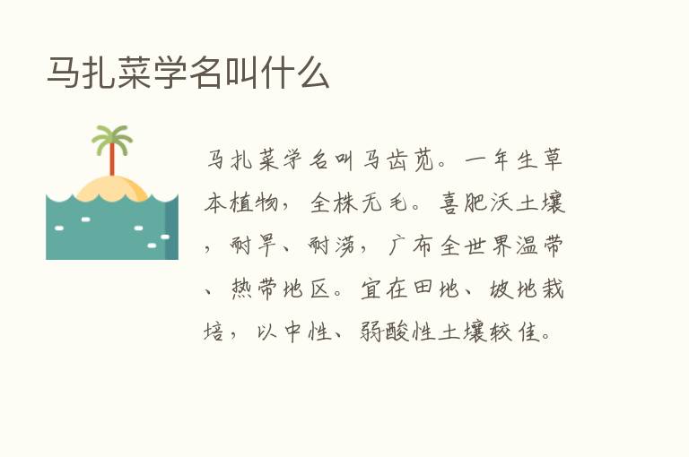 马扎菜学名叫什么