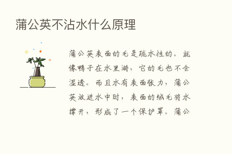 蒲公英不沾水什么原理