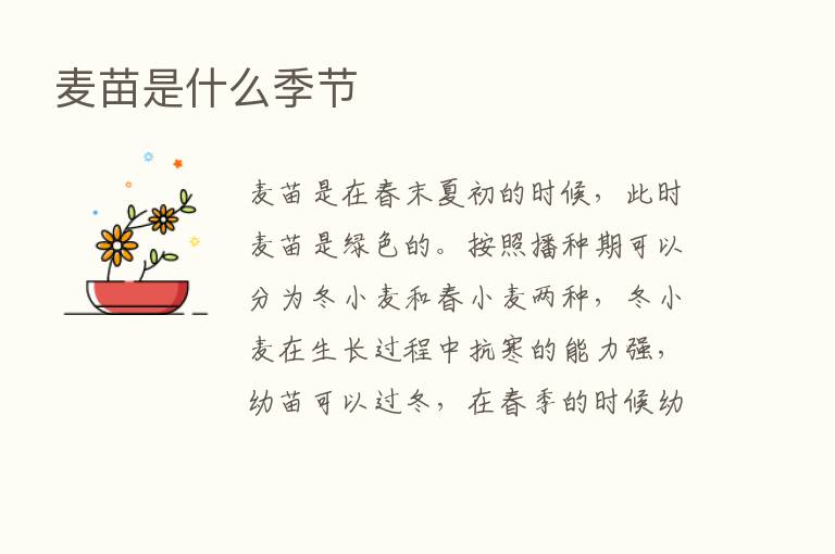 麦苗是什么季节