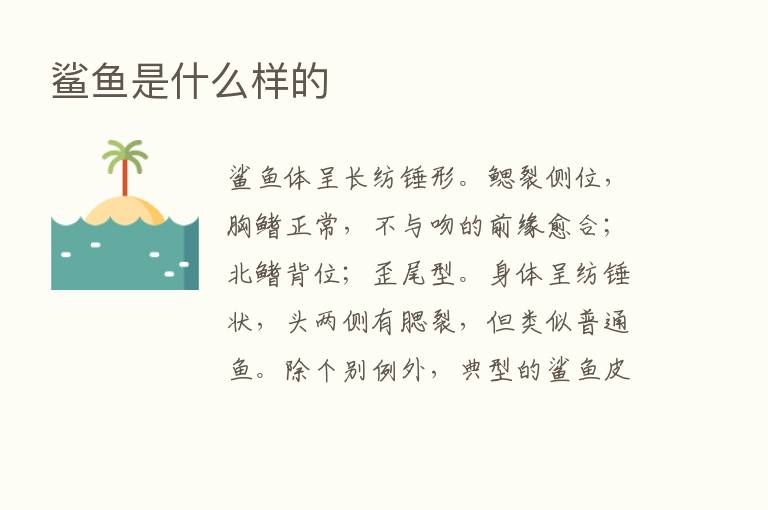 鲨鱼是什么样的