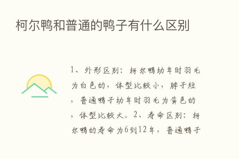 柯尔鸭和普通的鸭子有什么区别