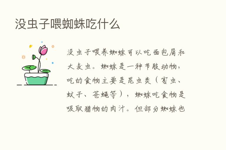 没虫子喂蜘蛛吃什么