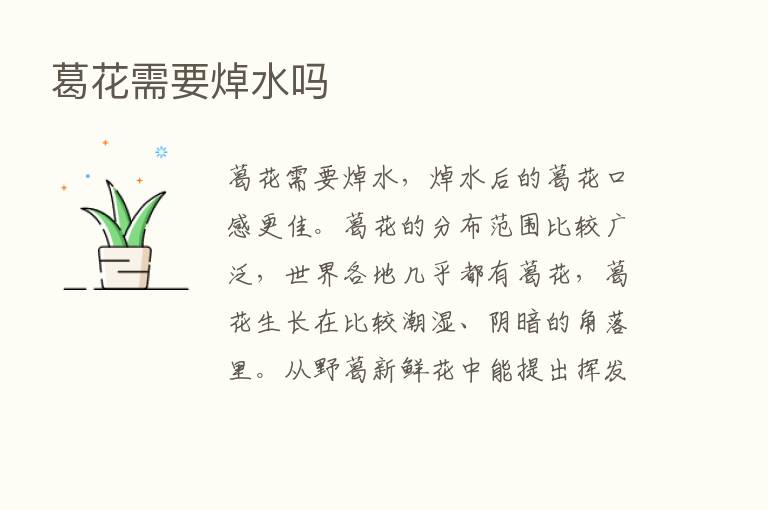 葛花需要焯水吗