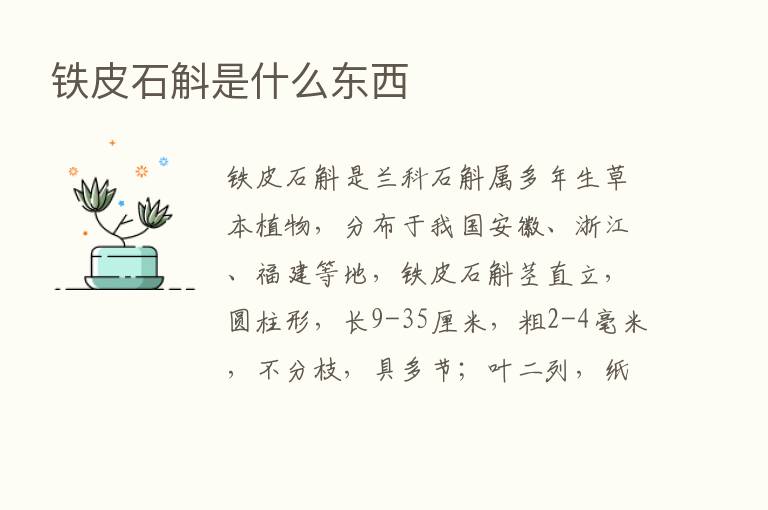 铁皮石斛是什么东西