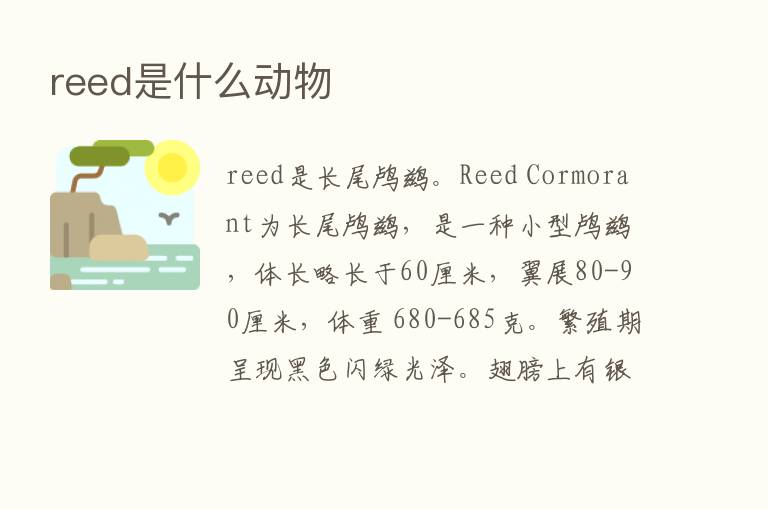 reed是什么动物