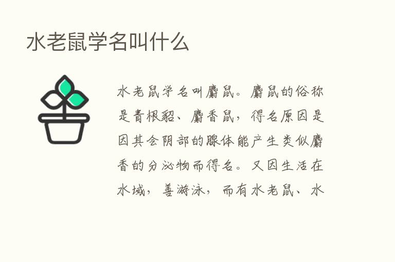 水老鼠学名叫什么