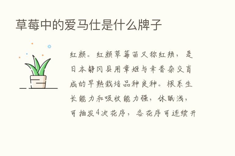 草莓中的爱马仕是什么牌子