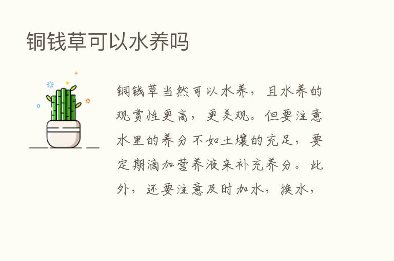 铜前草可以水养吗