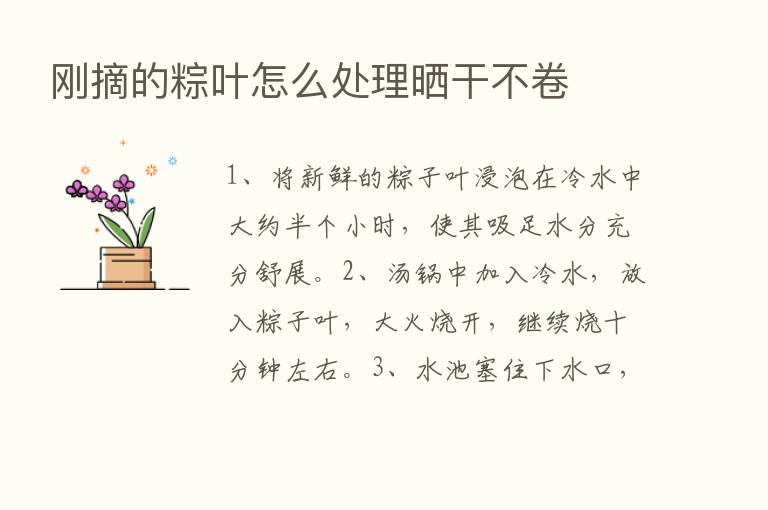 刚摘的粽叶怎么处理晒干不卷