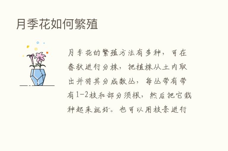 月季花如何繁殖