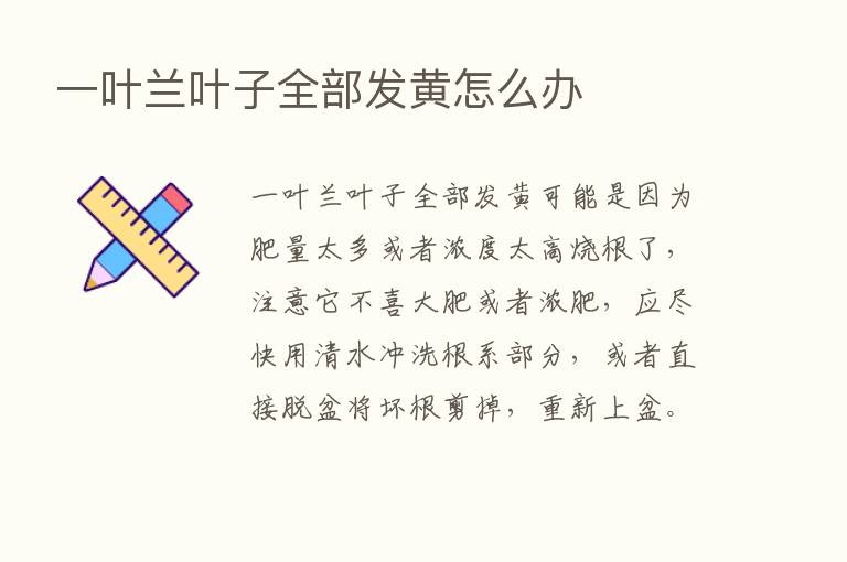 一叶兰叶子全部发黄怎么办