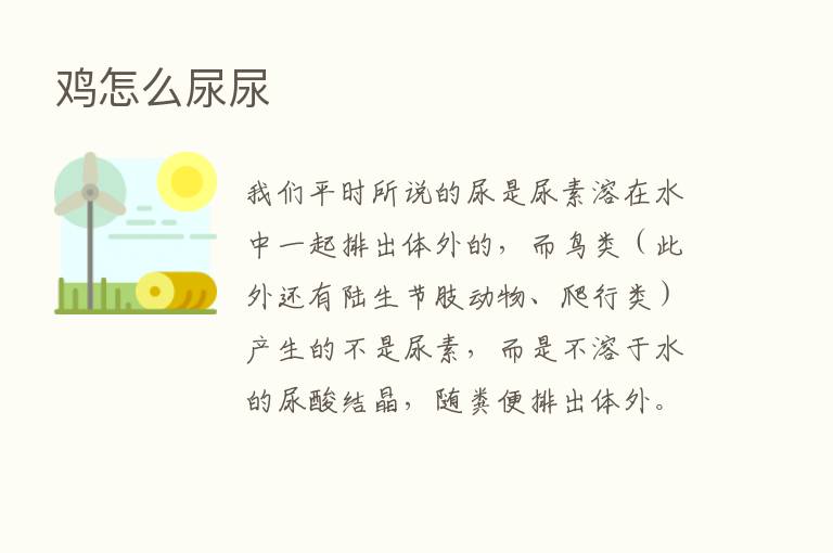 鸡怎么尿尿