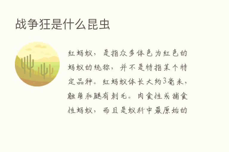 战争狂是什么昆虫