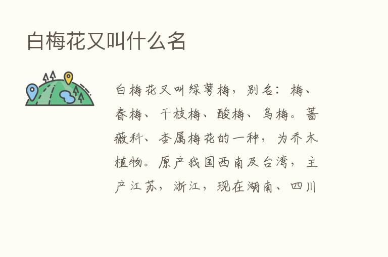 白梅花又叫什么名