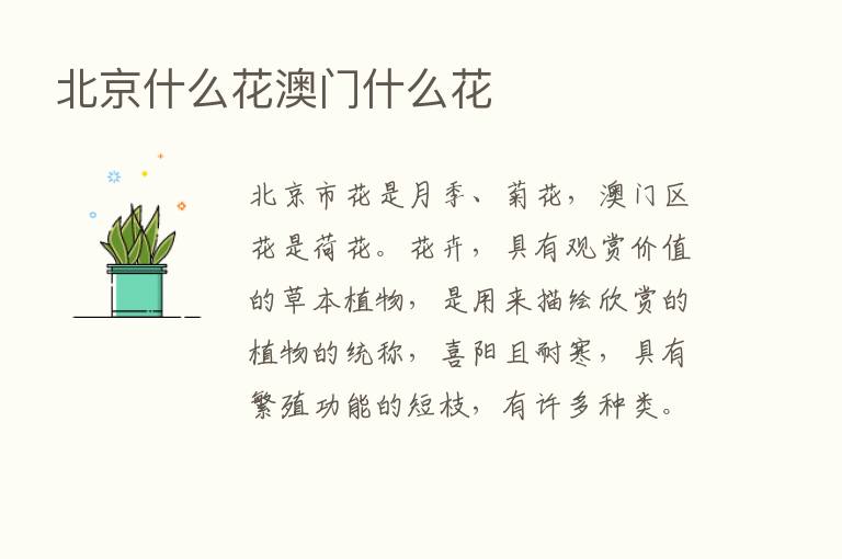 北京什么花澳门什么花