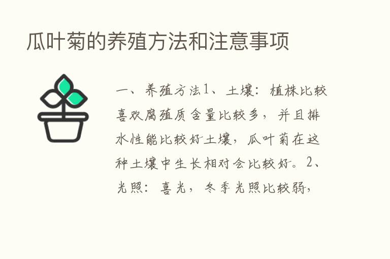 瓜叶菊的养殖方法和注意事项