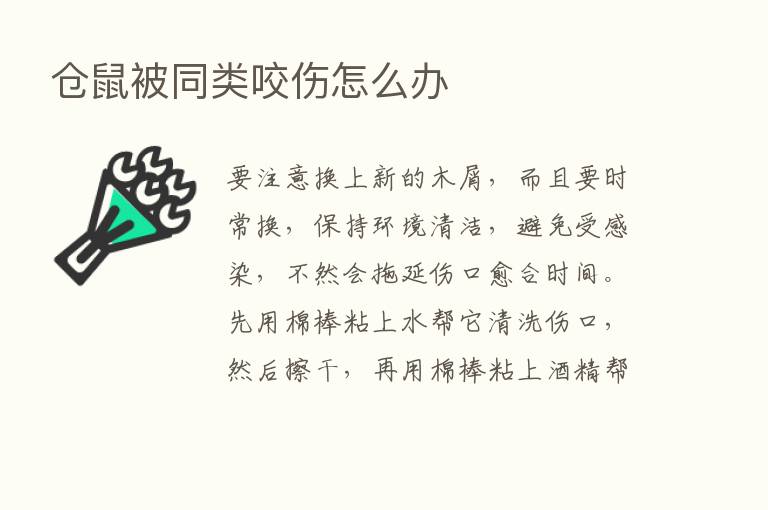 仓鼠被同类咬伤怎么办