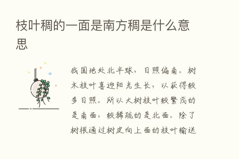 枝叶稠的一面是南方稠是什么意思