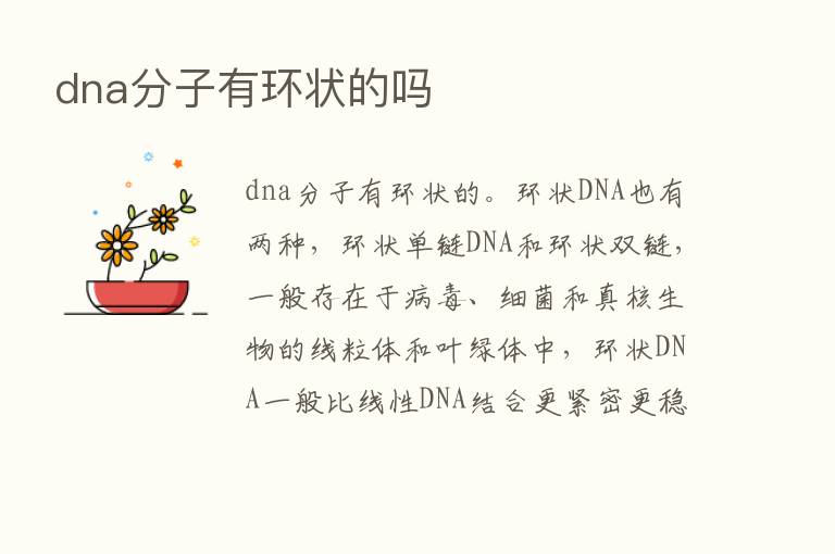 dna分子有环状的吗