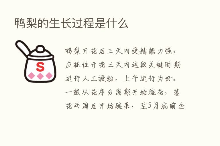 鸭梨的生长过程是什么