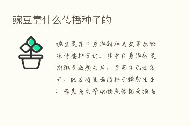 豌豆靠什么传播种子的