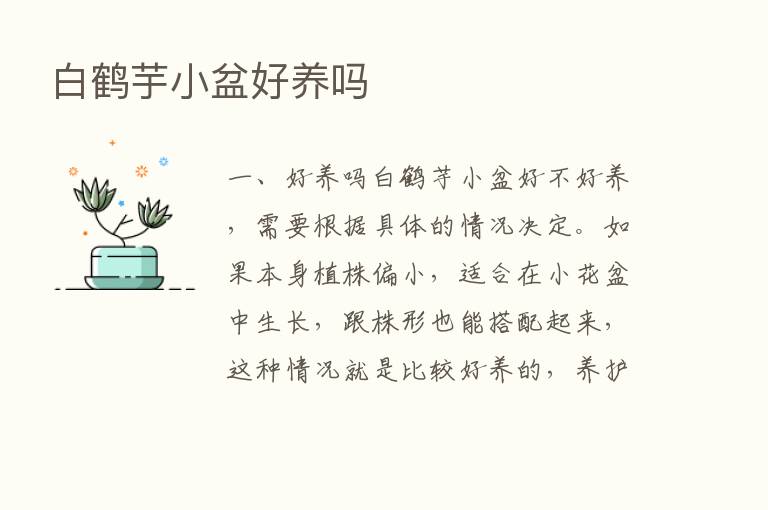 白鹤芋小盆好养吗