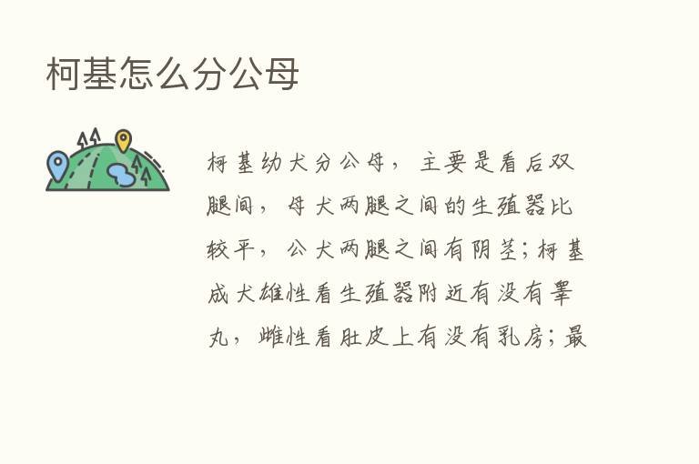 柯基怎么分公母