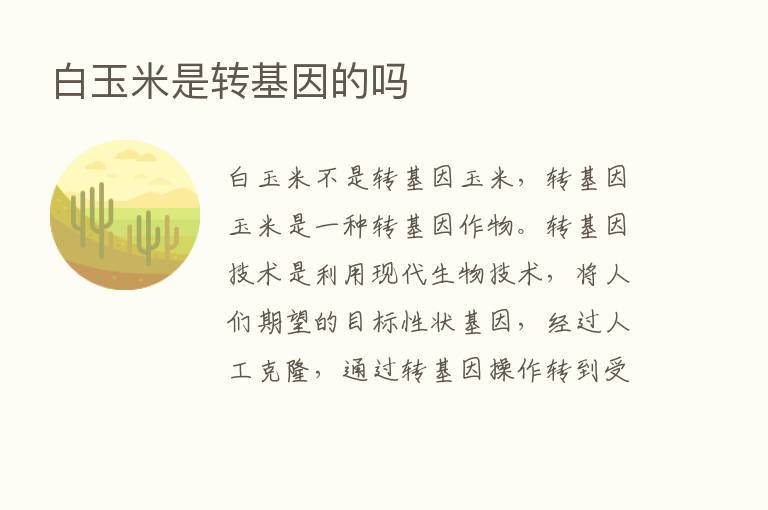 白玉米是转基因的吗