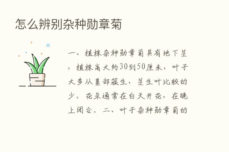 怎么辨别杂种勋章菊