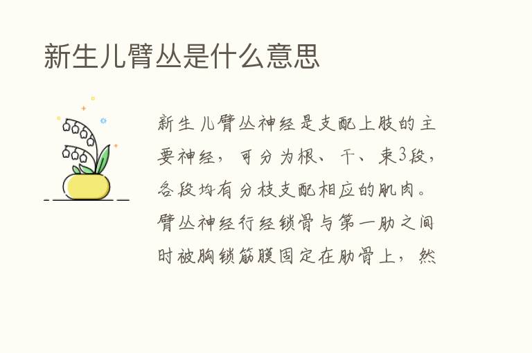  新生儿臂丛是什么意思