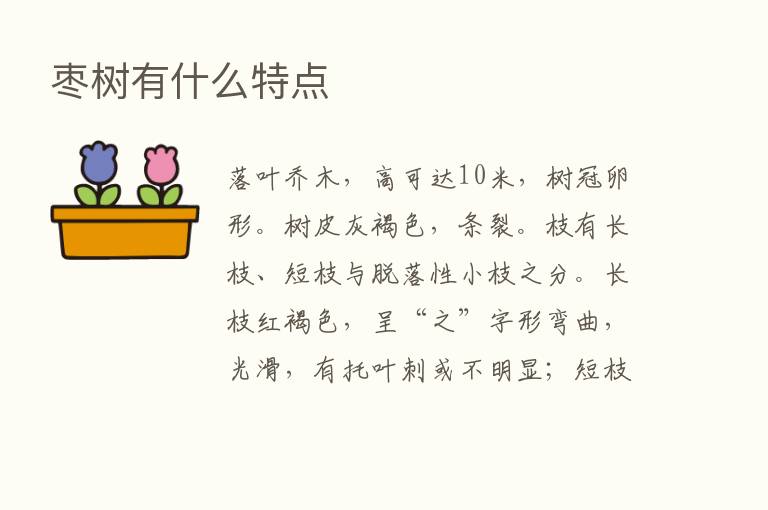 枣树有什么特点