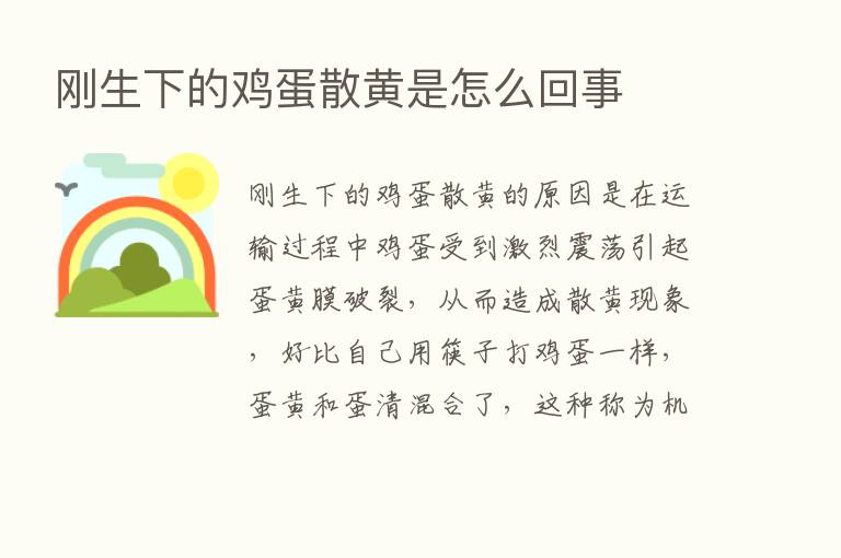 刚生下的鸡蛋散黄是怎么回事