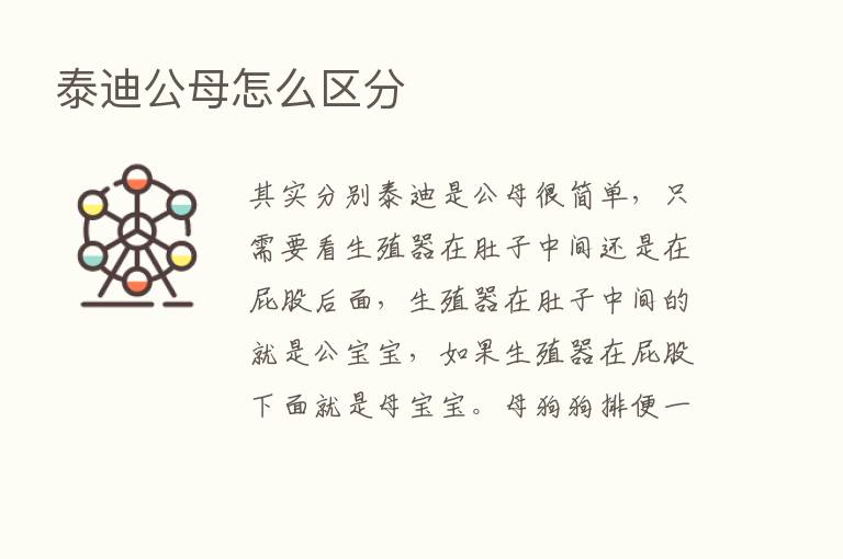 泰迪公母怎么区分