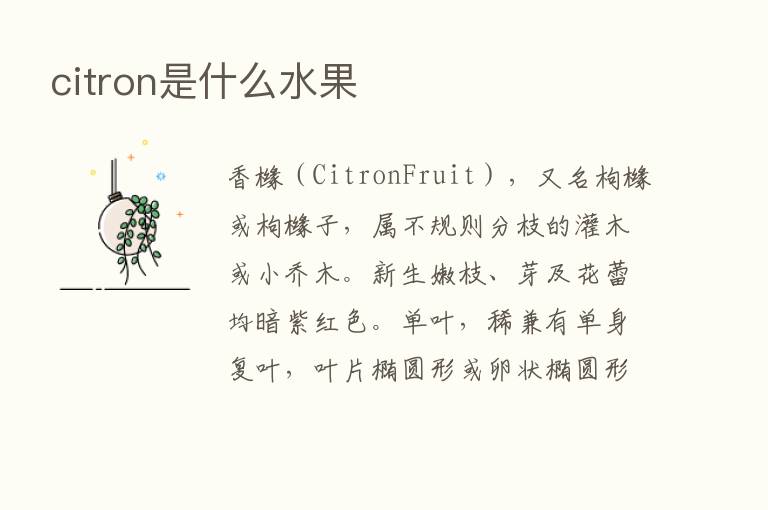 citron是什么水果