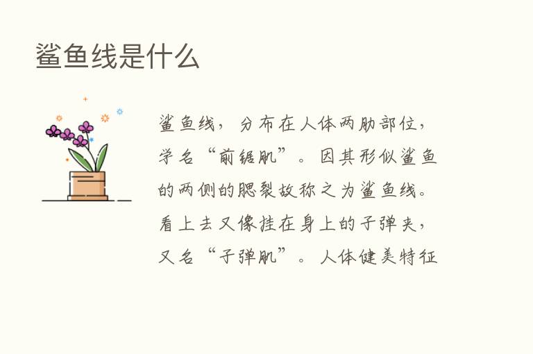 鲨鱼线是什么