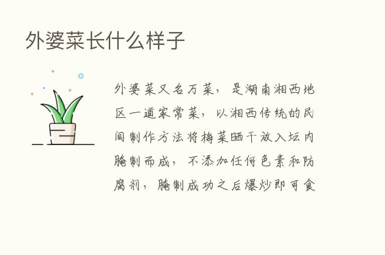 外婆菜长什么样子