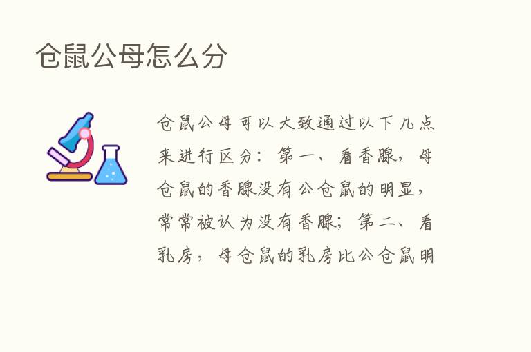 仓鼠公母怎么分