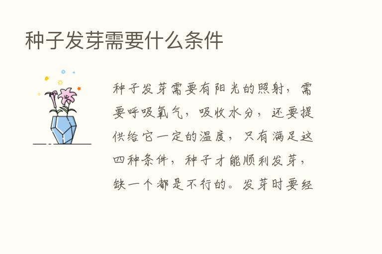 种子发芽需要什么条件