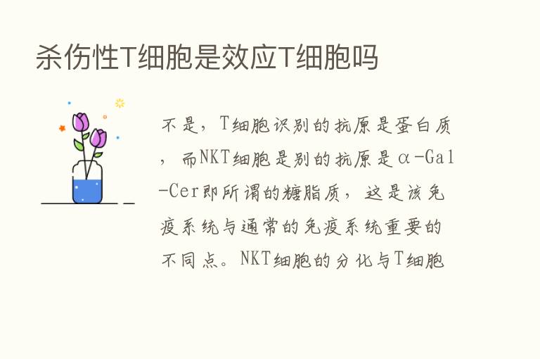    伤性T细胞是效应T细胞吗