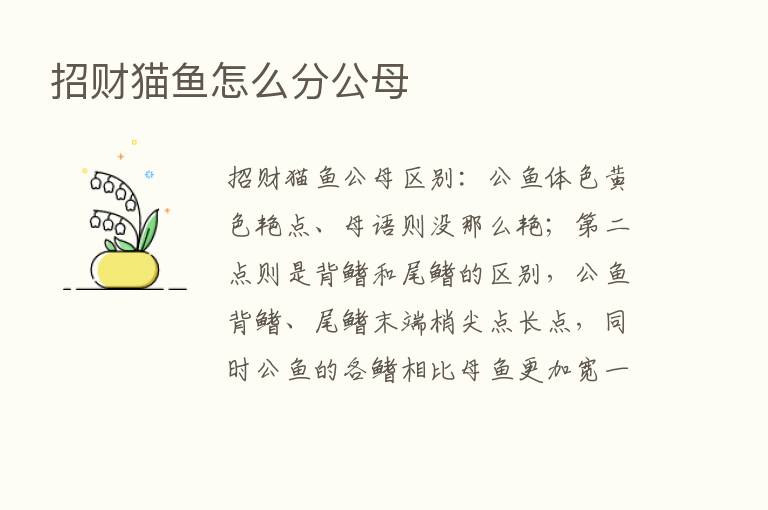 招财猫鱼怎么分公母